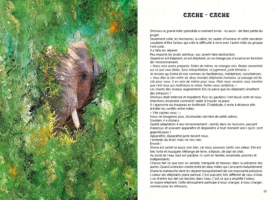 Retour en Terre Éléphant – Image 5